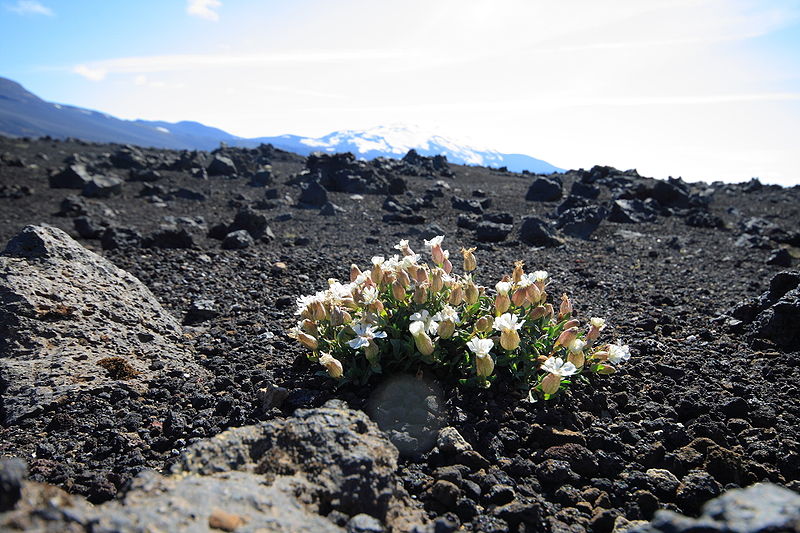 800px-Flower near Hekla