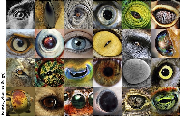 Animal-eyes-fig