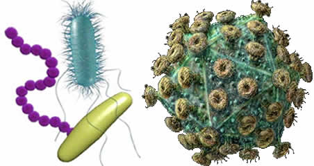virus_bacteria