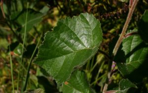 Betula-pubescens-downy-leaves