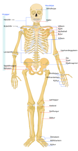 250px-Human_skeleton_front_is_svg